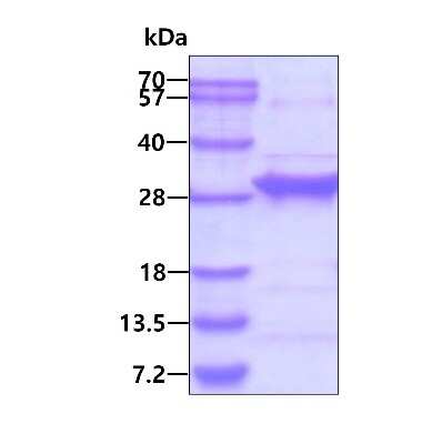 SDS-Page: Recombinant Human RGS4 His Protein [NBP1-72404] - 3ug by SDS-PAGE under reducing condition and visualized by coomassie blue stain.